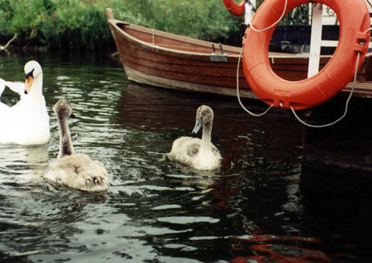 jcygnet